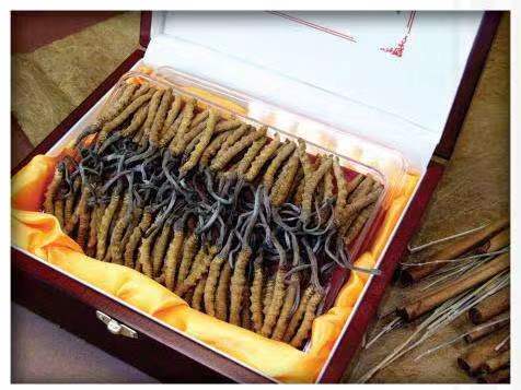 天台冬虫夏草回收